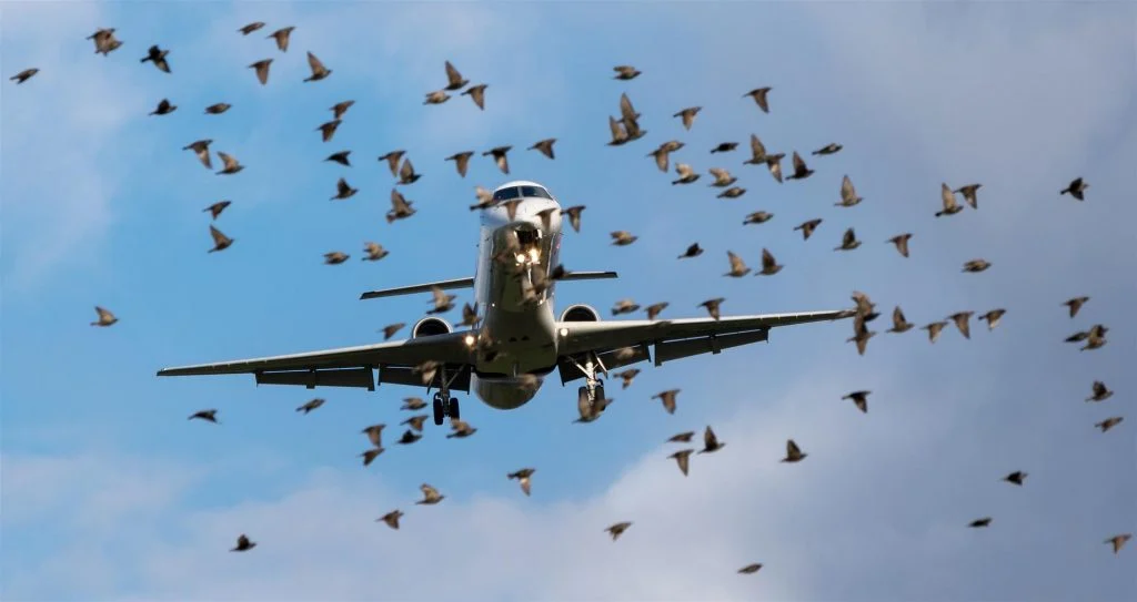 Strategies for Preventing Bird Strikes at Airports